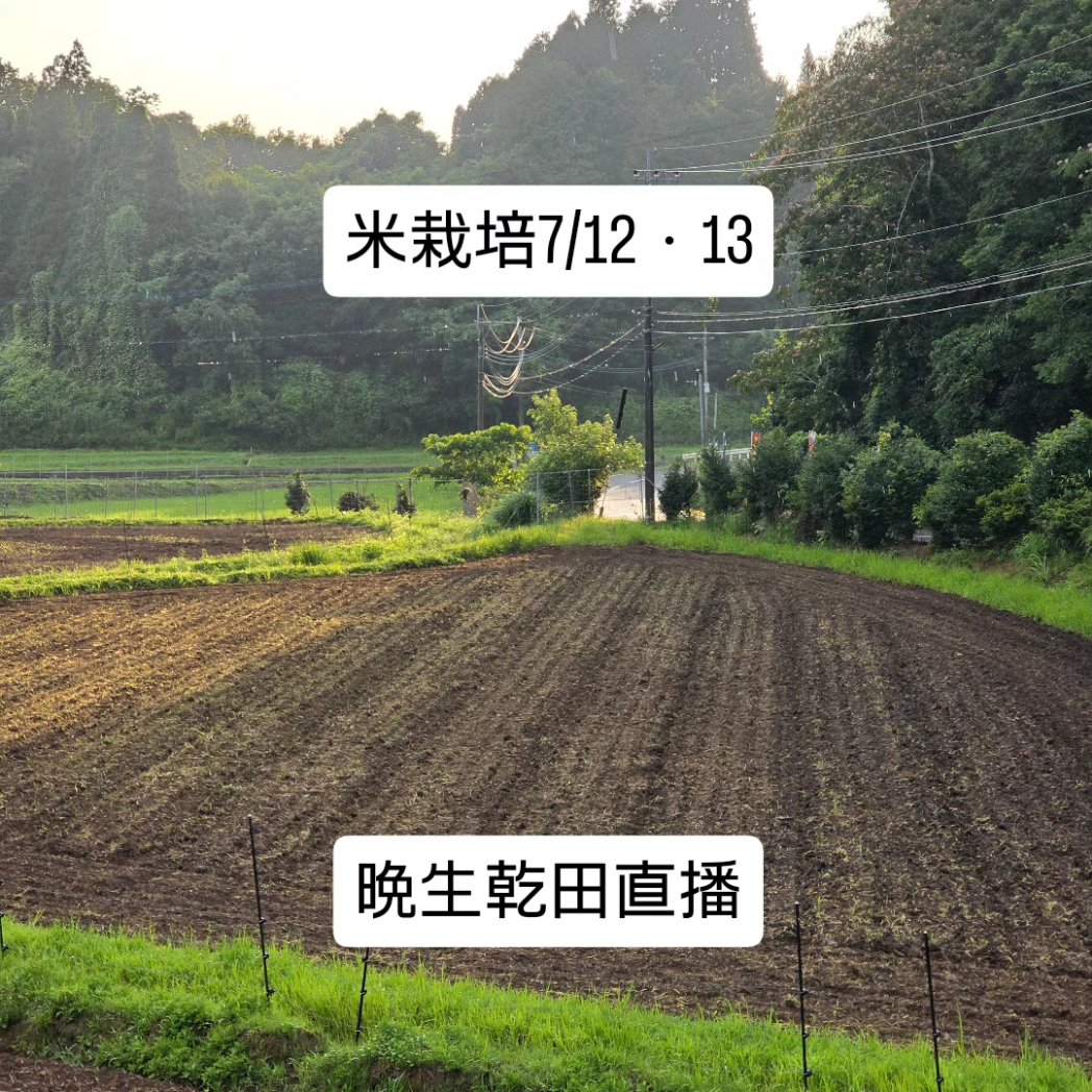ichiekiin's tweet photo. 【米栽培7/12・13】

思いつきに近いのですが、代かきが間に合わなかった田んぼを、マイコス菌を使用した超節水型乾田直播でやってみます！

○極早生栽培 100a (再生二期作)
乾田直播・3/21播種
移植　　・4/2播種、ハウス育苗、4/21田植え
○早生栽培 250a
乾田直播・4/9播種
移植　　・4/24播種、
　ハウス育苗、5/13田植え、
　地獄積み&露地プール育苗、5/22田植え
○慣行栽培 650a
乾田直播・5/12播種
移植　　・5/21播種、露地プール育苗、
　6/11①6/14②6/15③6/21④6/22⑤田植え
○晩生栽培 40a
乾田直播・7/12、7/13播種

#米栽培 #作型検討中
#農事組合法人グリーン法人中野
#大分県豊後大野市清川町
