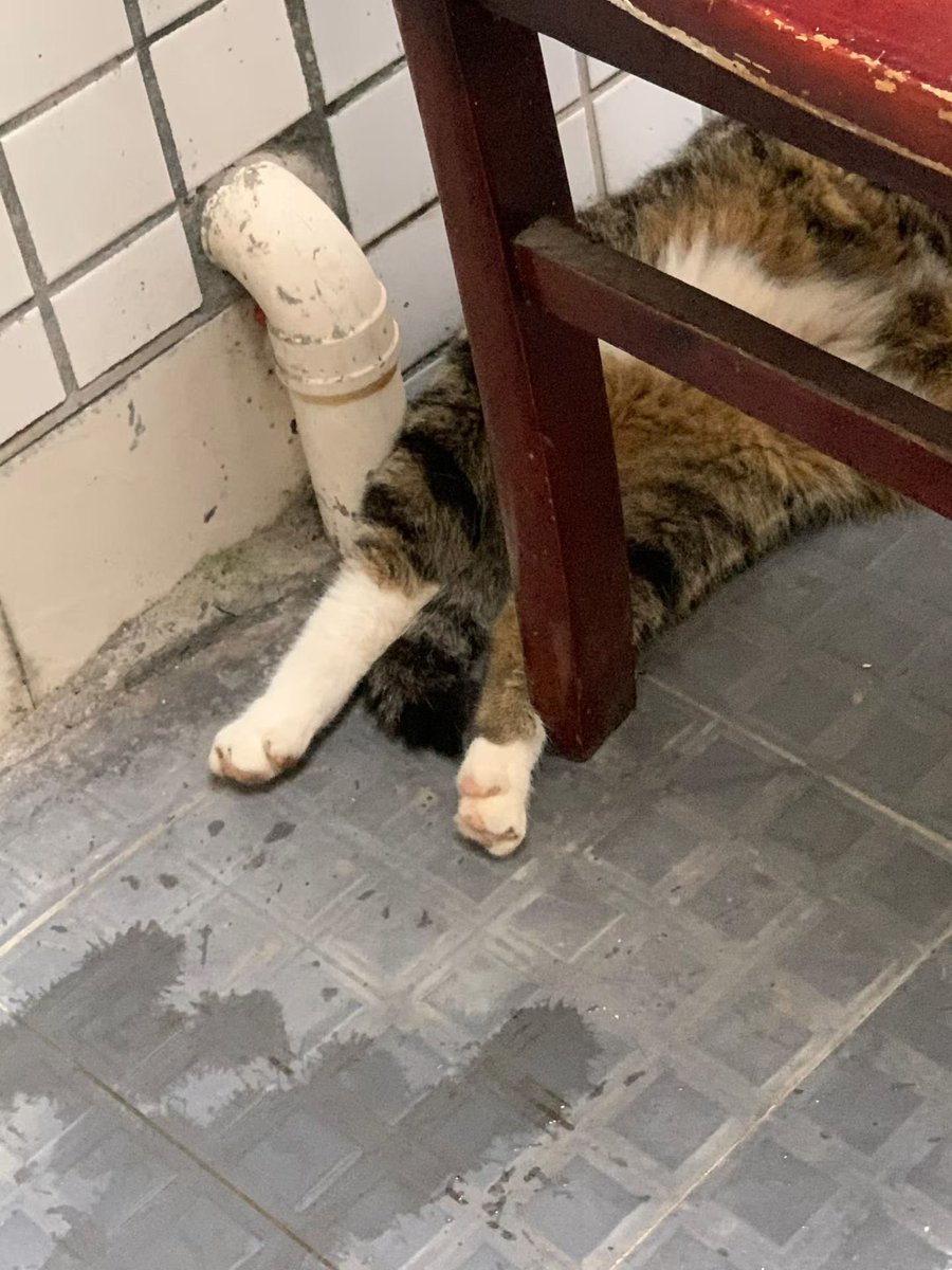 5aipindou's tweet photo. 谁敢闻咪的臭脚 https://t.co/nic3kRuPOY
