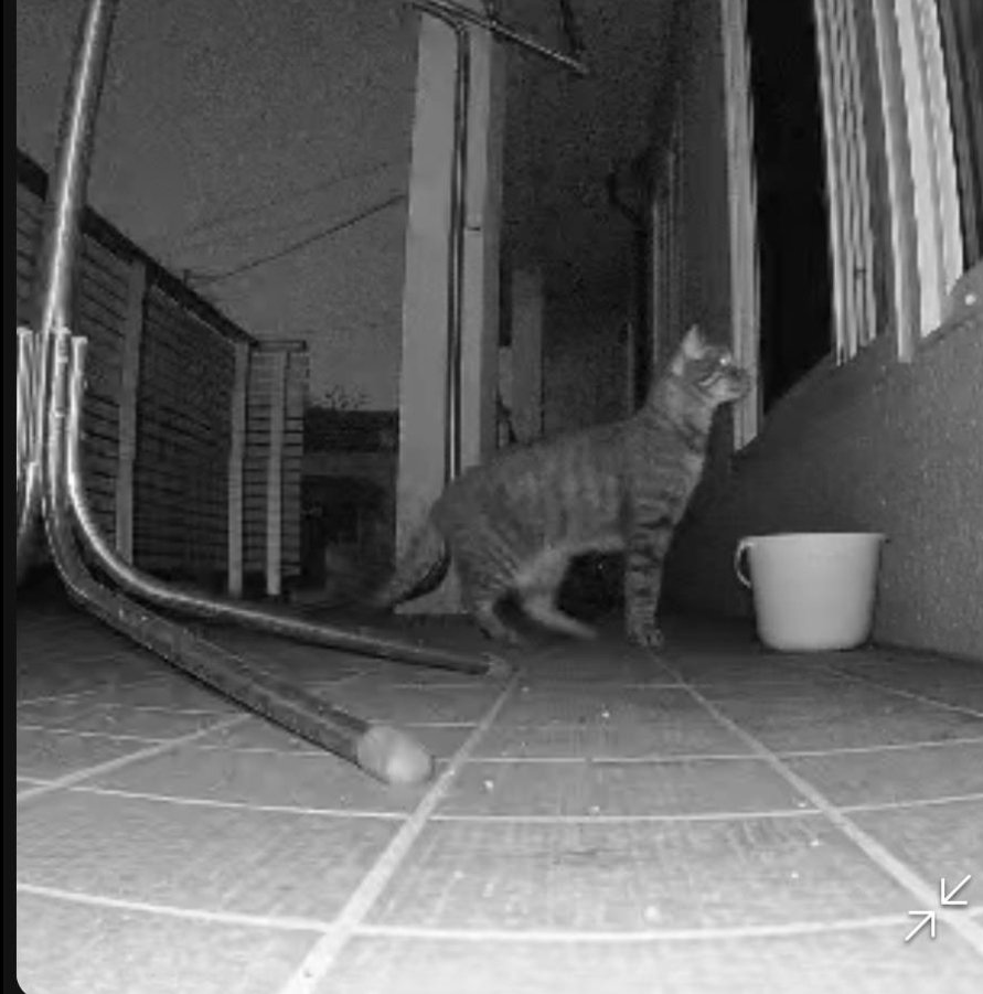 animalsearchK's tweet photo. 約3日ぶりに無事解決！
逃走日:2026/07/10
逃げた地域:札幌市西区
逃げた状況:不明　
おそらく昼にベランダから脱出したと思います
名前: そーちー
性別:オス　
去勢避妊:去勢後　左サクラカット
年齢:推定7歳
#迷子猫
#猫探偵札幌
#猫探偵
#アニマルサーチ絆
#ペット探偵
※ポスティングが大事 https://t.co/wTB06XUFnM