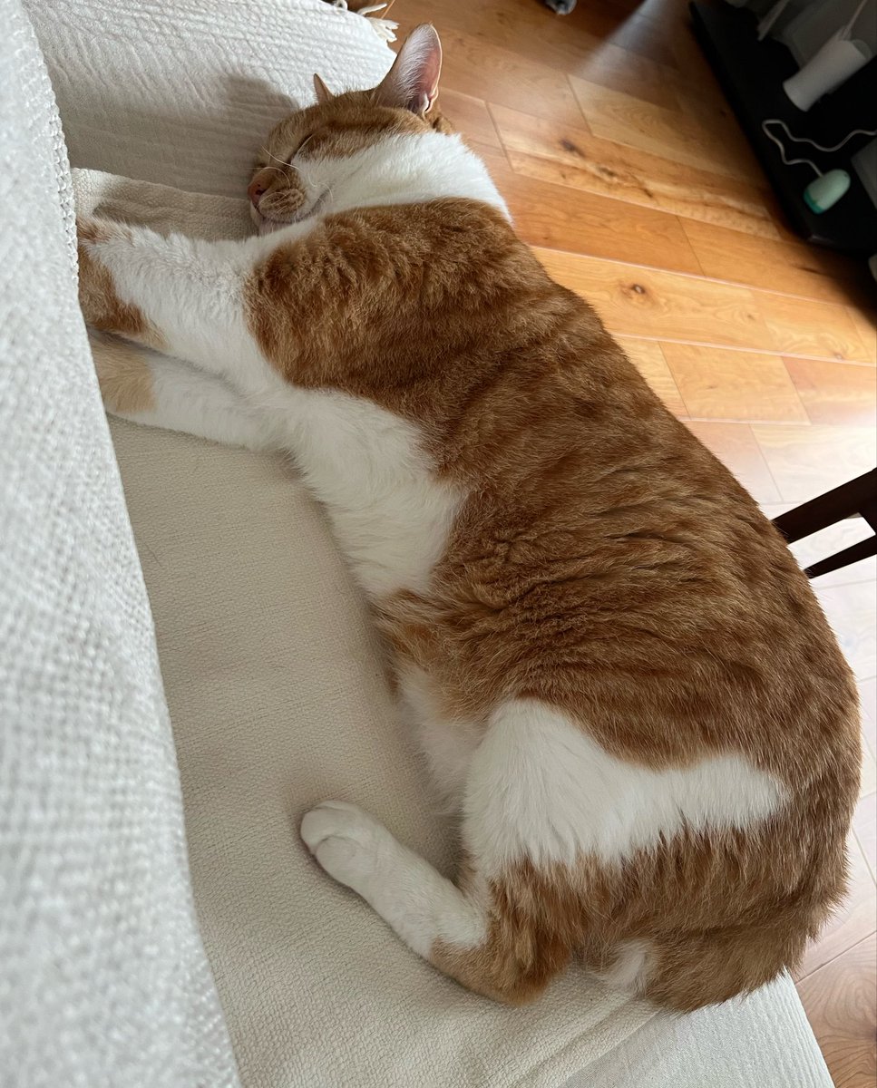 ZaDrxd's tweet photo. トラちゃんは本当に大きな猫なんです https://t.co/1X0dUvn9mP
