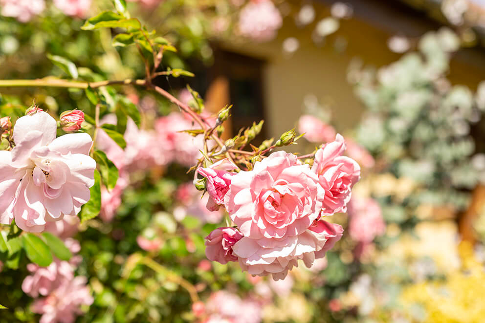 StayAtManorFarm's tweet photo. The Granary is fully booked this month, but you can book a 3 night stay in August for just £246! #accommodation #holiday #holidays #shortbreak #selfcatering #dogfriendly #suffolk https://t.co/kw0SVvIRlk