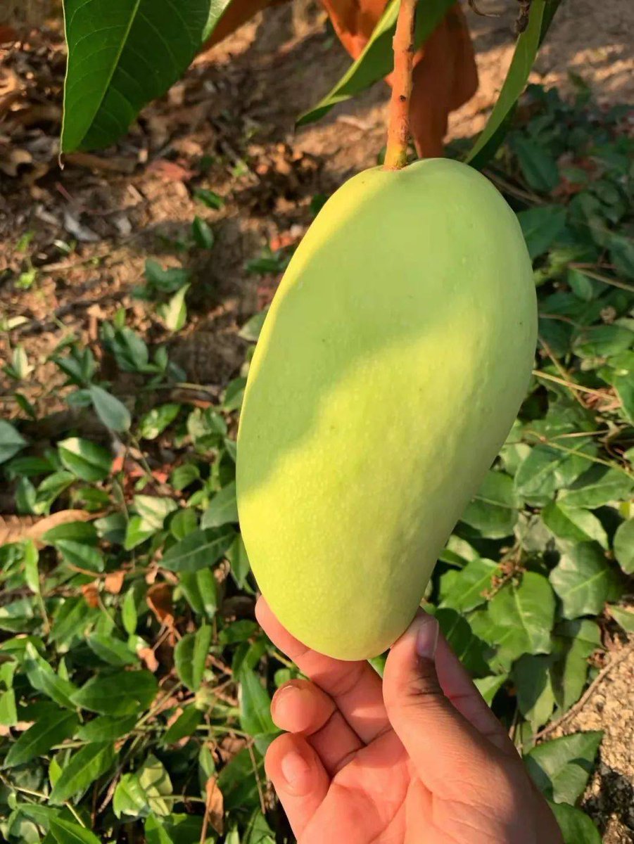 Hugobonsom's tweet photo. Just tried the honey mango from Hainan! Super juicy, sweet with a tiny tang—no fibers at all, perfect for summer snacks. https://t.co/Wg2MRZjM3F