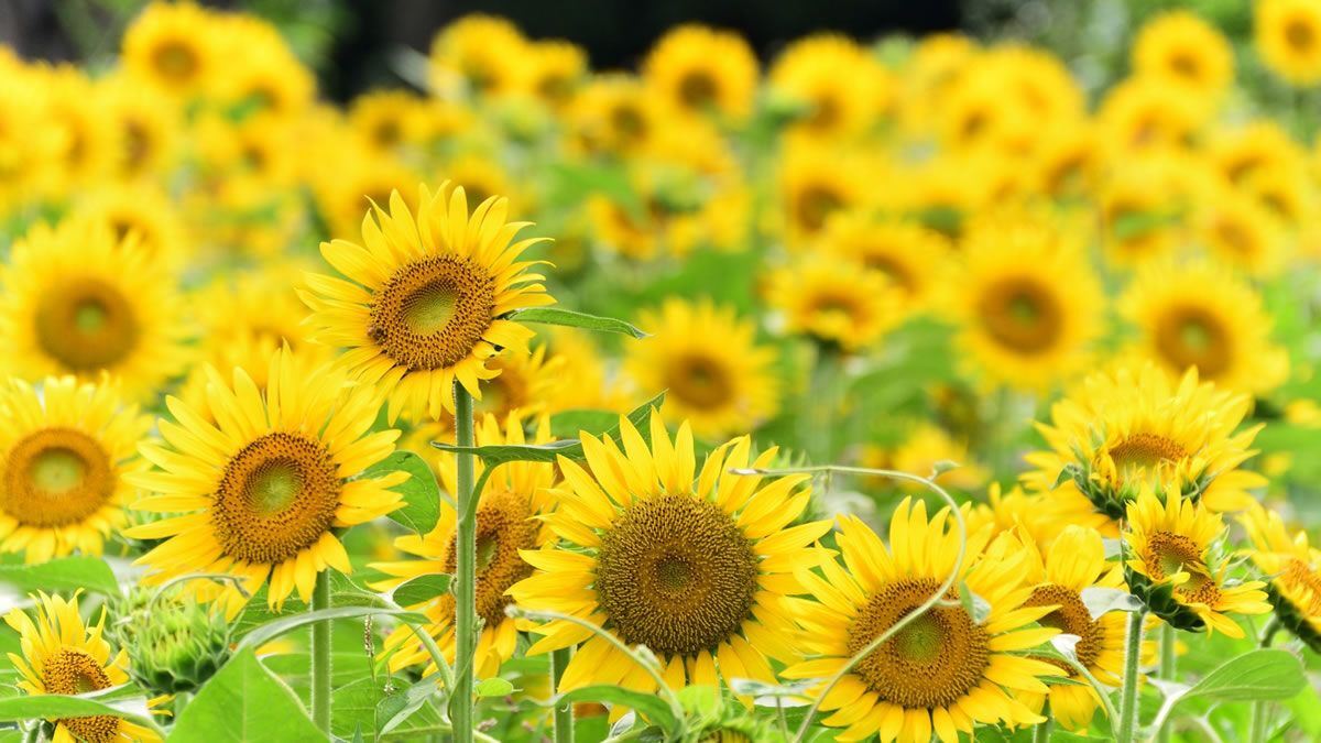 event_checker's tweet photo. 🌻55万本のヒマワリが咲き誇る
「座間ひまわりまつり」開催

首都圏最大級のヒマワリ畑を楽しめる
3日間限定のイベント

展望台やフォトスポット
屋台グルメ、切り花販売も楽しめます✨

📅 8/14(金)-16(日)
📍 神奈川県座間市
💰 入場無料

→ https://t.co/kBWvTNzRId https://t.co/HS1nT1pf63