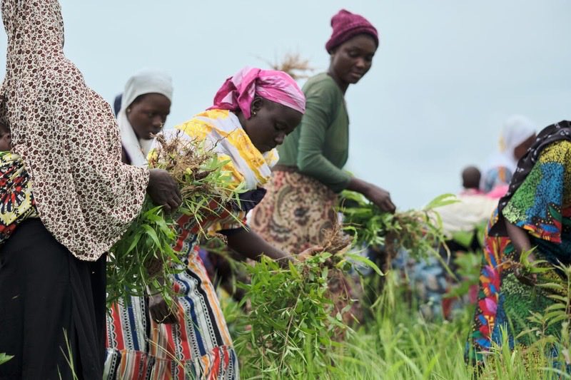 MaximoTorero's tweet photo. Women make up 42% of the global agrifood workforce but face unequal access to land, credit, technology and opportunities. The new @FAOstatistics Gender in Agrifood Systems domain provides data to make women's contribution visible: https://t.co/y4ilSiDTBp  
📷FAO/Combrink https://t.co/ZdTAZWvTWW