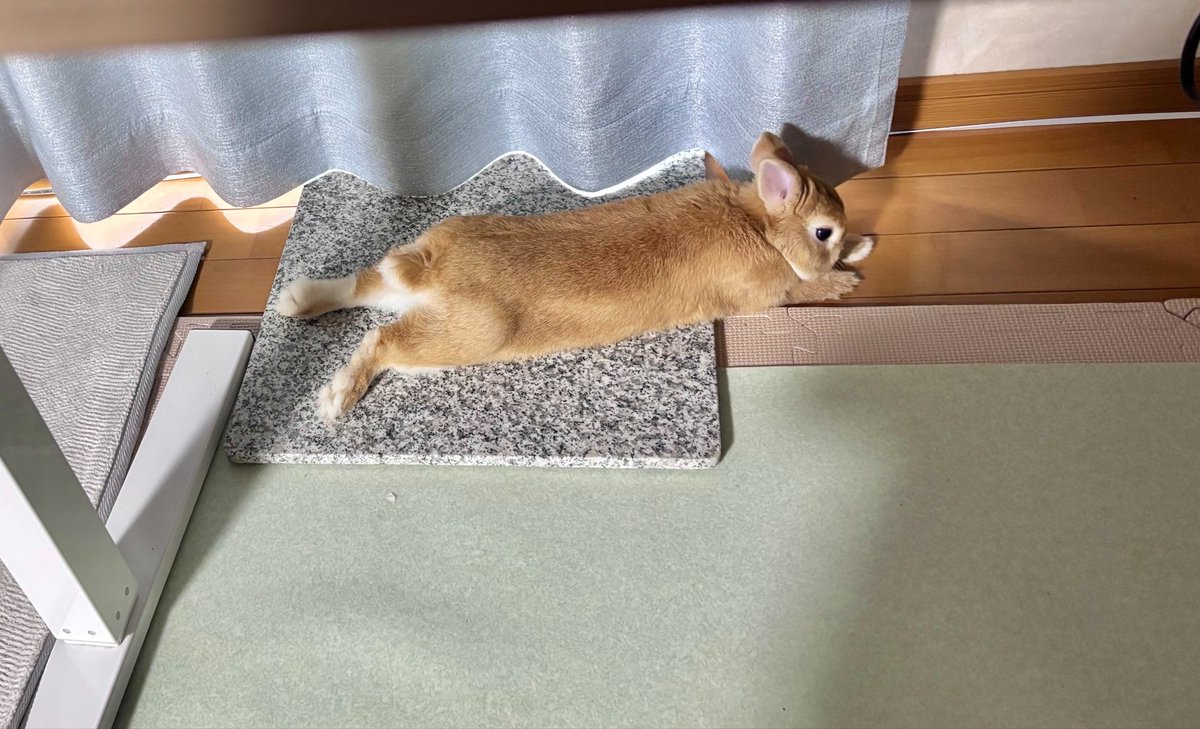Oisu_mith's tweet photo. なんと！最近こちらの御影石を使ってくれています。
嬉しい🐰♡ https://t.co/iTaSg0QG1u