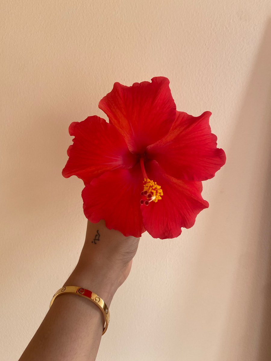 shreemastrology's tweet photo. Kali’s flower 🌺♥️ https://t.co/A25SEgqMCy