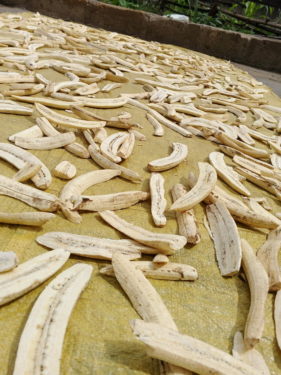 FarmwellOFCL's tweet photo. Plantain sun-drying. 💚 https://t.co/DyxC0xissY