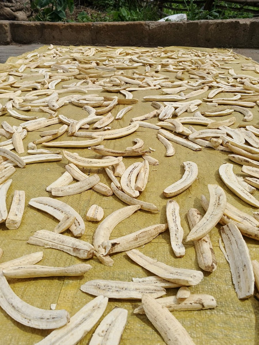 FarmwellOFCL's tweet photo. Plantain sun-drying. 💚 https://t.co/DyxC0xissY