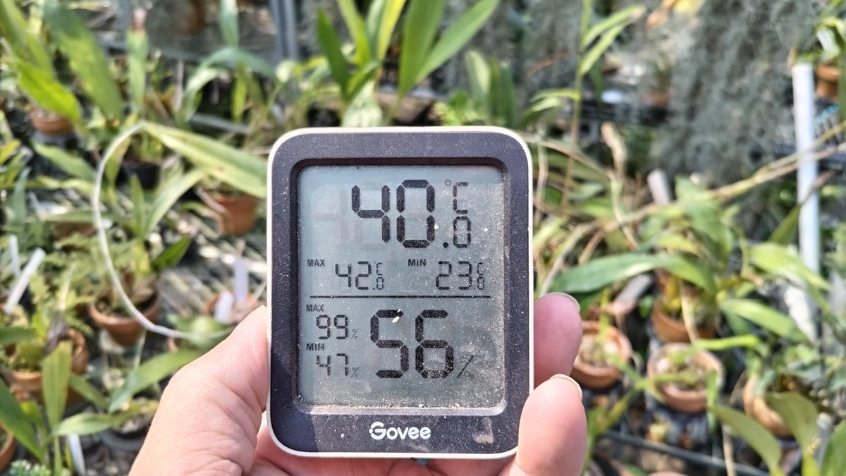 plant_bell's tweet photo. 今日は結構暑かったと思うけど４２℃で収まってるならこのまま行けそうな気がする。
４０℃以下で暑さのせいで枯れたは甘え（勿論物による）。 https://t.co/q8i1qs9UX5