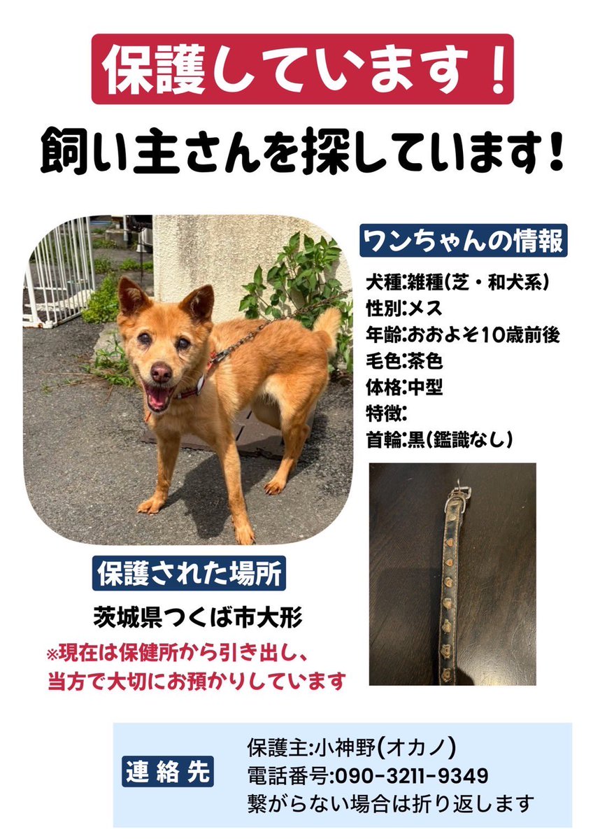 sayakaatyan's tweet photo. 飼い主さんを探してます！
ご連絡お待ちしてます！

#つくば市　#迷い犬 https://t.co/WNvSJnKDiM
