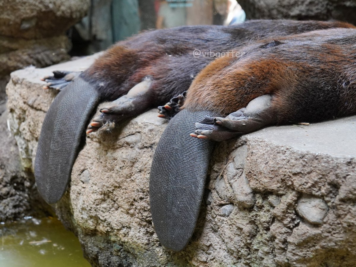 vibaotter's tweet photo. みょ～んが終わるとどうなるか知ってます？

こうなります

#神戸どうぶつ王国
#アメリカビーバー
#わさび #おかき
2026.7.12 https://t.co/u4mukuJ3i1