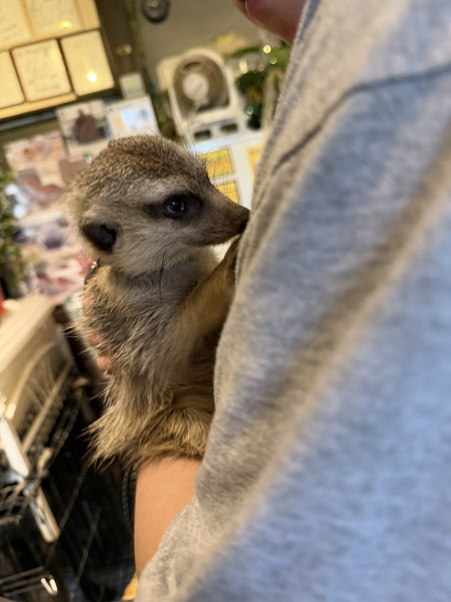 82k___dayo's tweet photo. ミーアキャットは散歩中太陽に向かって立つらしい、そんなん可愛すぎ飼いたい https://t.co/7tvEq06pEW