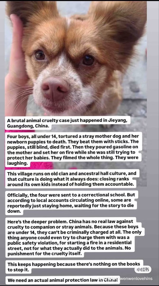 lileurus's tweet photo. @JohnGaku Animals abuse in China need to be stop. Please help to spread awareness to others and boycott Guangdong products or specially doing business with Jieyang, Guangdong, China 🇨🇳 🙏 https://t.co/qipnI9rsaN