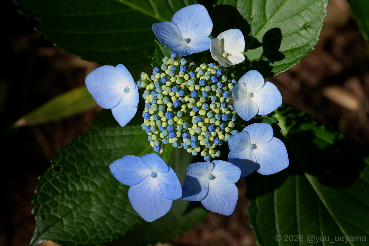 yuu_ueyama's tweet photo. 今頃追加でガクアジサイの写真。
#ガクアジサイ
#LacecapHydrangea #FlowerPhotography https://t.co/TLA51j4LXp