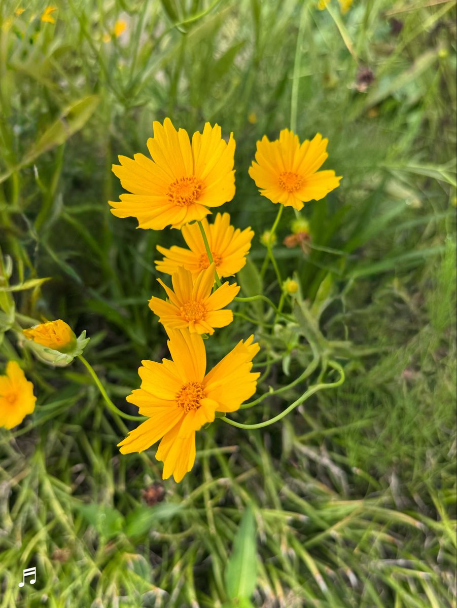sorafa3028's tweet photo. 🌼

#オオキンケイギク
#大金鶏菊 https://t.co/JwzyyiF4bZ