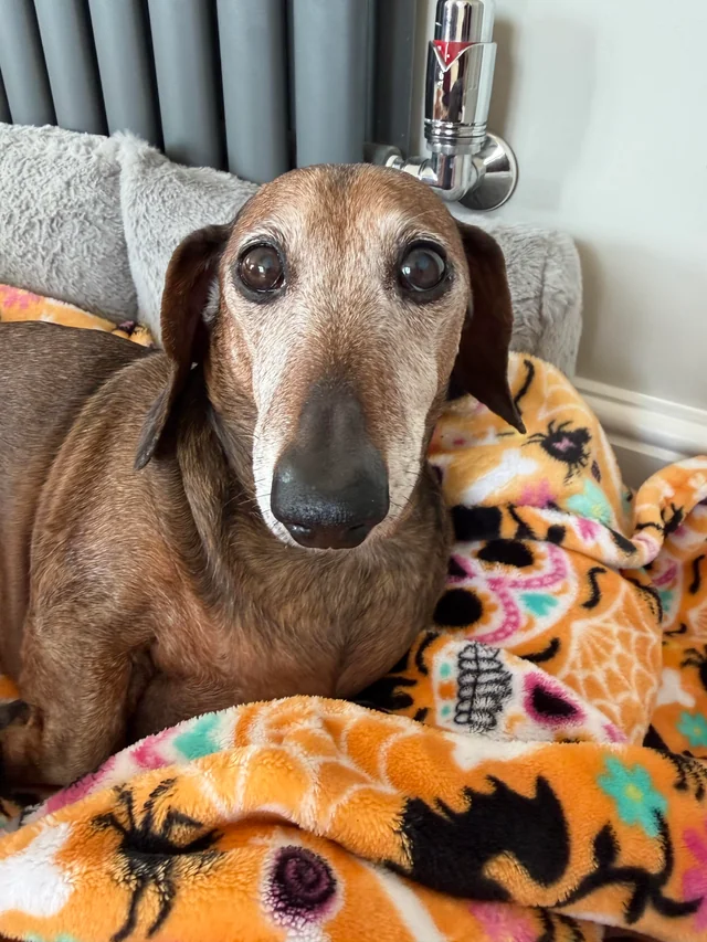 dachshundzones's tweet photo. Those frosty face eyes get whatever they want. Check my bio to see what he just tricked me into 🥺
#SeniorDachshund #SugarFace https://t.co/ezDQvCQ0Mb