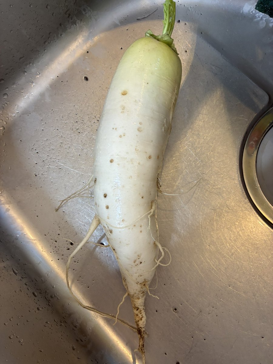 makko1017's tweet photo. ちょと短いけど、私がタネから育てた大根！ https://t.co/eBKEOXrbau