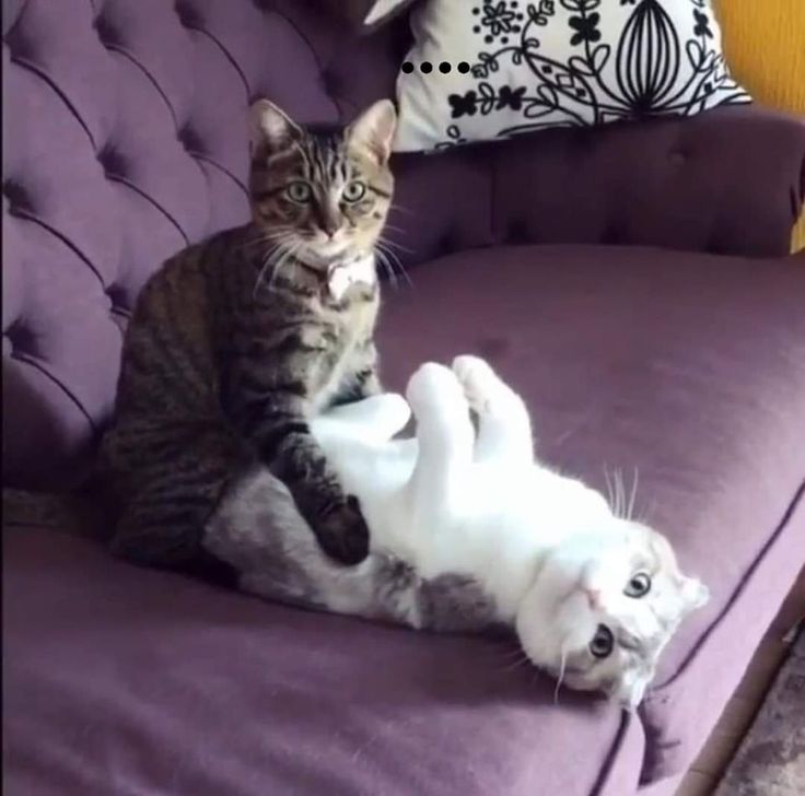 hamitefecoskun's tweet photo. Doggystyle var neden kittystyle yok? https://t.co/FTnO8KwyYJ