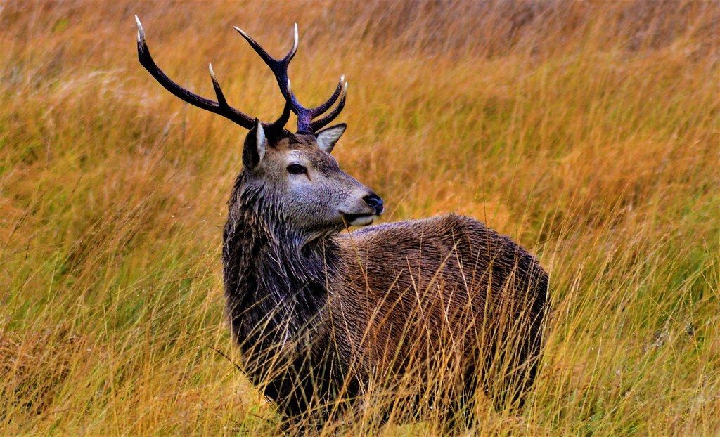 Biodiversity Ireland tweet media