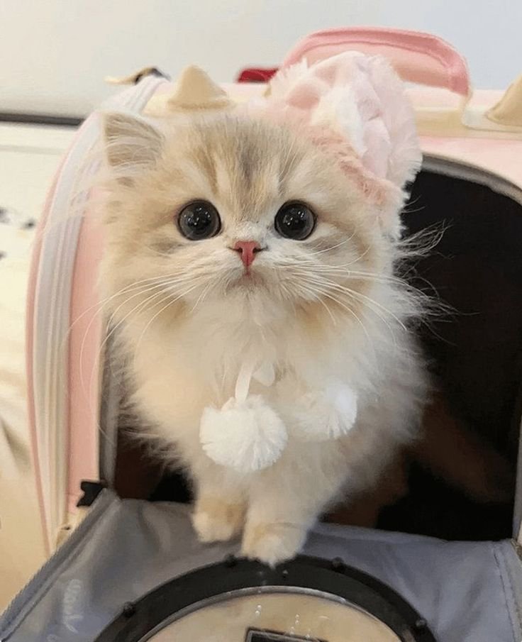 Cats lover tweet media
