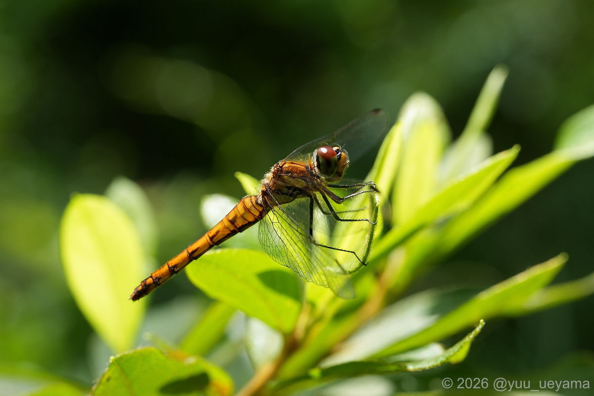yuu_ueyama's tweet photo. アキアカネ(胸部の黒条から判定)が出てきた。警戒心が強い。
#アキアカネ #RedDragonfly #InsectPhotography https://t.co/DNMzIznB2l
