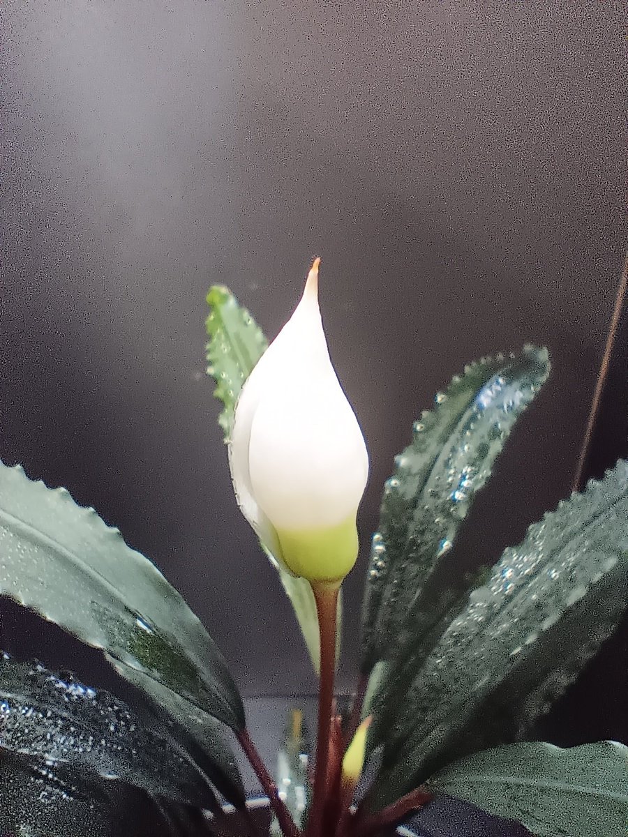 ♀Bucephalandra sp. raraz ♂Bucephalandra sp. 