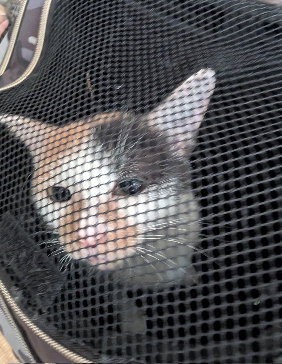 slimebess_720's tweet photo. ぴえみ🐱今から病院行くんだけど何かを察して めっちゃ嫌がってる
(◉ω◉` )💦 (実際は暴れてます) https://t.co/k1op0O4yxX