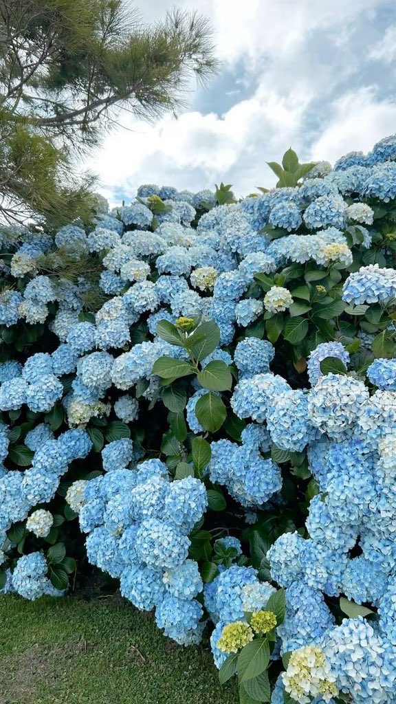 lunecrumbss's tweet photo. hydrangea flowers. https://t.co/YoMuZbcl7n