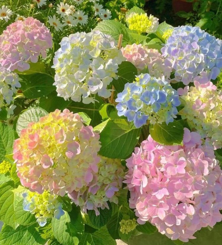 lunecrumbss's tweet photo. hydrangea flowers. https://t.co/YoMuZbcl7n