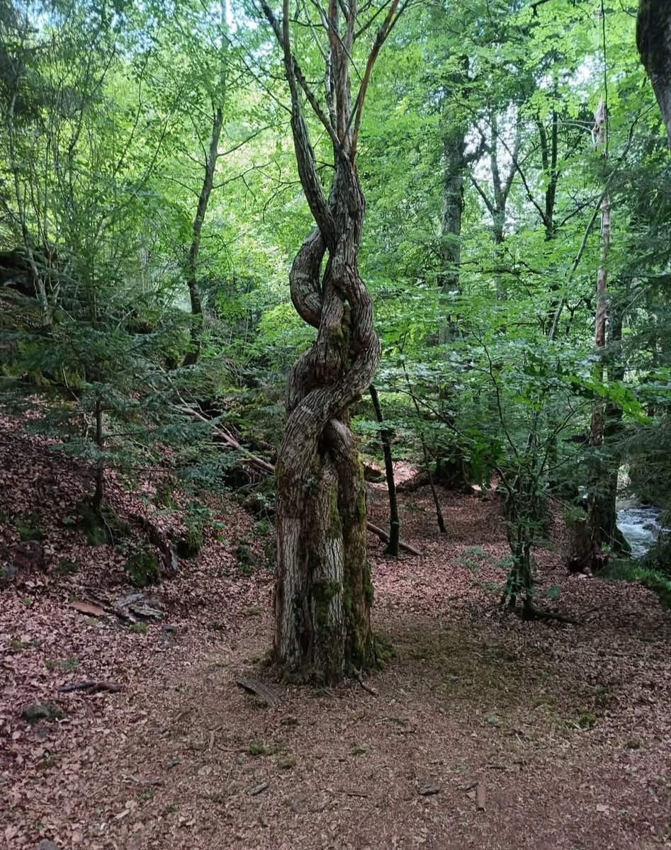 CanDIY___'s tweet photo. L'étreinte 
Antoine Janot
#Horizons #Sancy Arts-nature 
#éphémère #LandArt https://t.co/2P2CqnR9Ld
