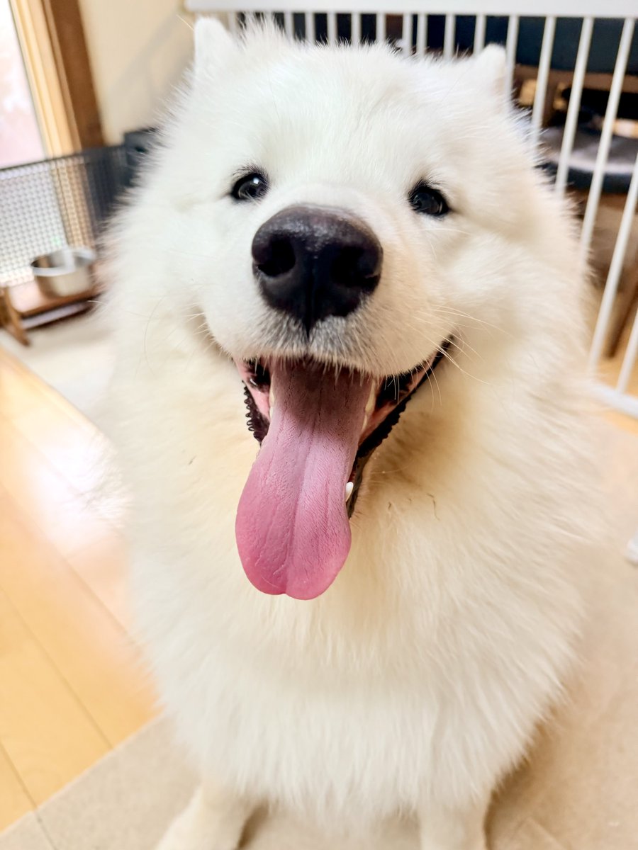 マシュ🐻❄️サモエド tweet media
