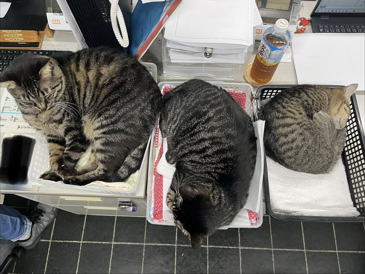ckt_neko's tweet photo. キジトラ大中小😸

＃猫好き
＃キジトラ https://t.co/XHEL5RUG9Q