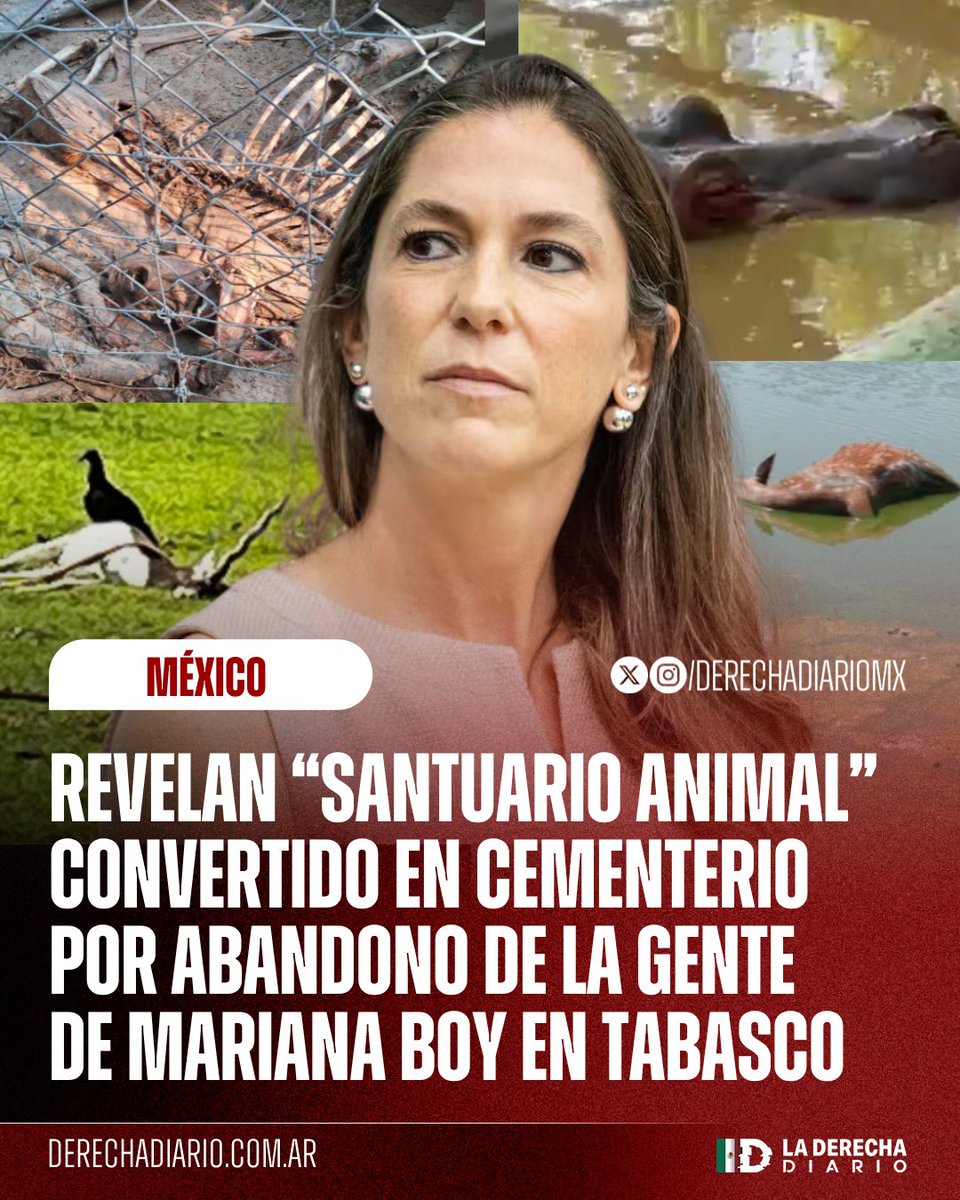 DerechaDiarioMX's tweet photo. 🚨🇲🇽 | QUE LA DESTITUYAN YA: Trabajadores del "Santuario Animal Yumka" de Tabasco denunciaron la lenta y dolorosa muerte de decenas de animales en cautiverio por el abandono de la gente de la morenista Mariana Boy, quien se encuentra en gran polémica por justificar la muerte de un balazo del tigre blanco Kenzo.