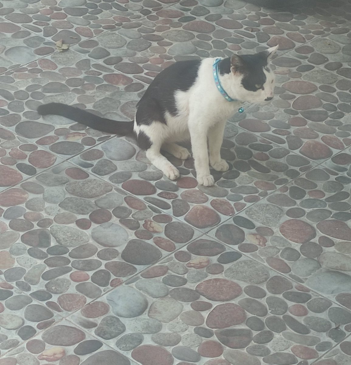 baekyuseol's tweet photo. Wah preman ini selalu datang pagi pagi bgt, kayanya dia tau jadwal aku keluar rumah deh, pas minggu dia g datang karna emg dirumah seharian https://t.co/1pxJDXK3DG