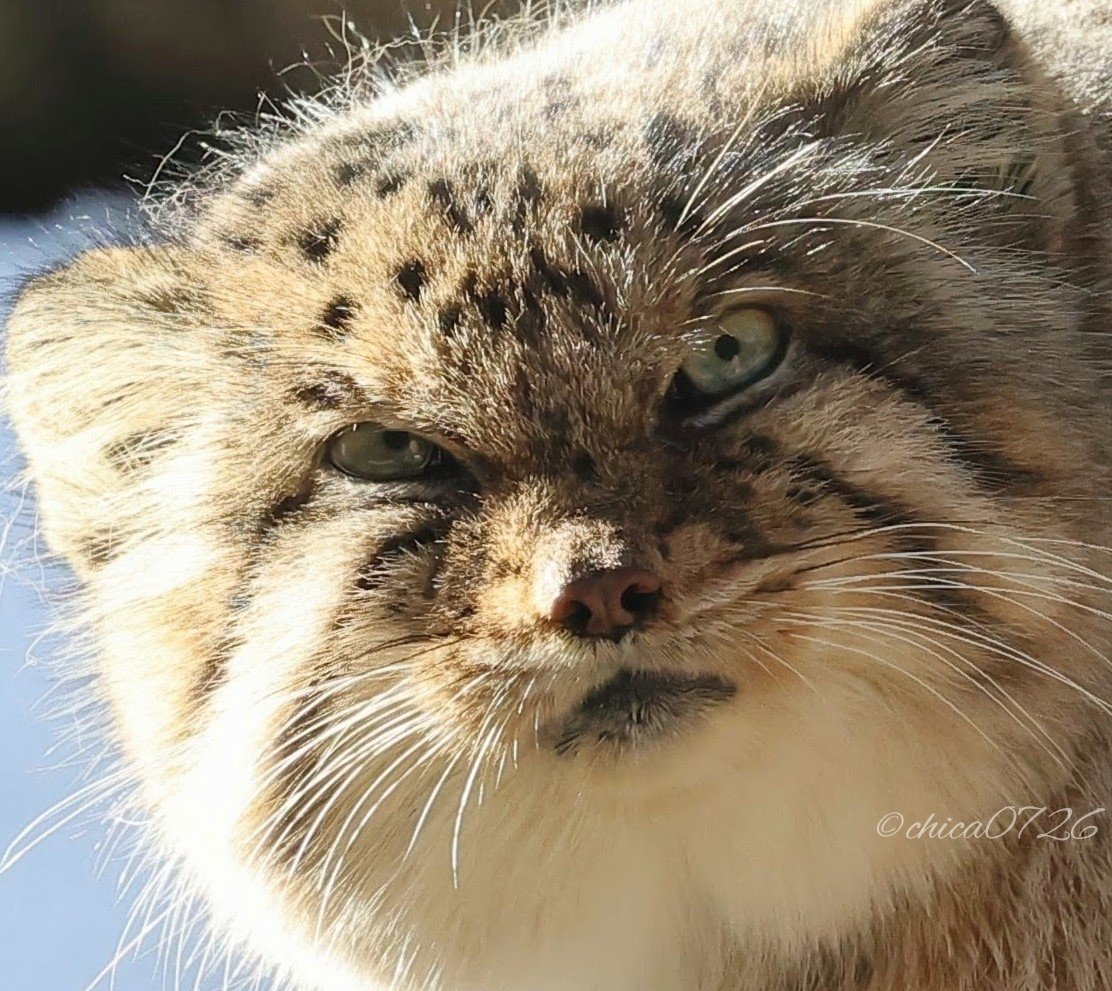 ちゃる❤︎₍ᐢ..ᐢ₎様 TLにマヌルネコのドアップ画像をあげて人々を幸せにしよう計画