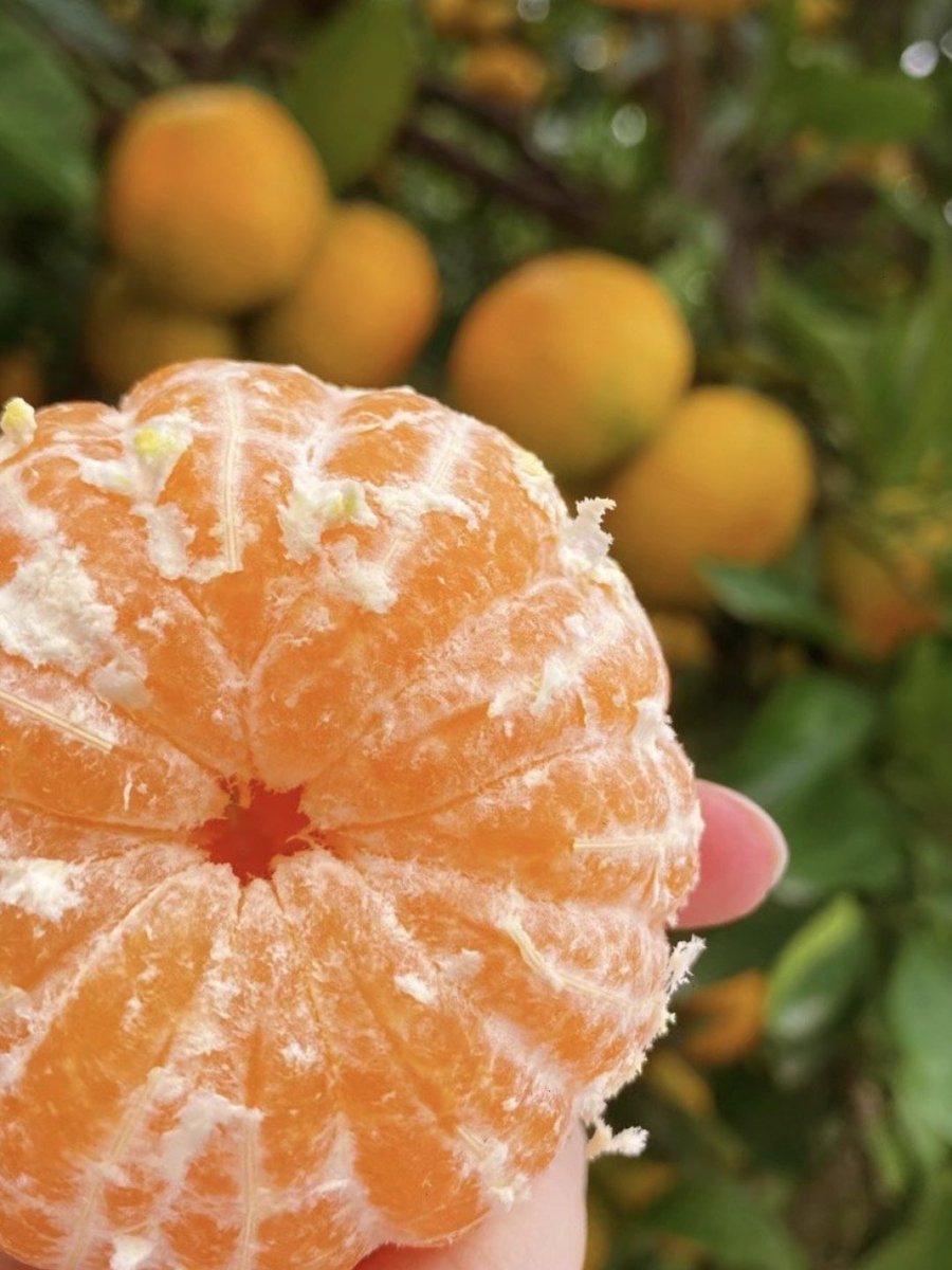 Q5ixJ3fl6EqWmgp's tweet photo. Crazy for iced peach oolong 5 mins to whip up this refreshing pick! Steep oolong, add peach slices + a splash of honey, ice it, done. Perfect summer vibe that’s way better than boba shop runs!， https://t.co/AbHW4pyDMT