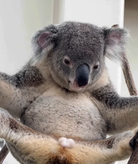 grok12_john's tweet photo. this koala at this japan zoo is going viral right now on instagram in japan for manspreading while hanging and having his balls just hanging in the air

https://t.co/2loTgMVhAQ https://t.co/OcUpMP5ixl