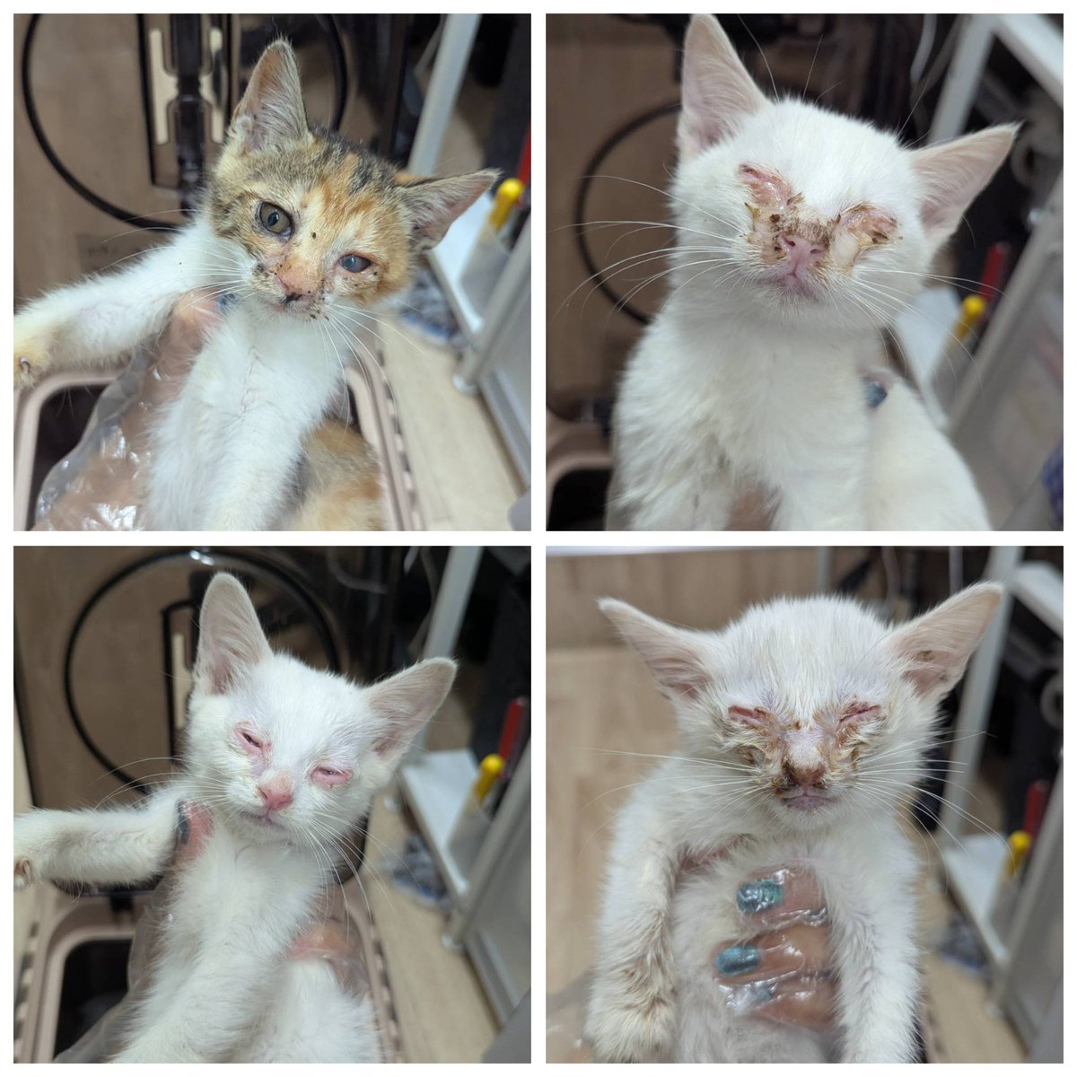 nekokatsu_1's tweet photo. ２０２６年７月８日　さいたま市野良猫子猫４頭保護

勤め先の会社の敷地内に野良猫がたくさんいる。子猫もいるが、状態みな状態が良くない。１頭は、自分で食べることもできない。次に会社に来たときは生きているか分からない。

保護してもらえないか？

とりあえず状態の悪い子猫４頭を保護して、成猫たちのＴＮＲは後日行うことに。

日々、保護やレスキューが続いています。

みなさまの応援で活動ができています。
よろしければ、ご支援をお願い致しますm(_ _)m

https://t.co/ZfEqDO968s

ＧＭＯあおぞらネット銀行
法人第二営業部
普通 2237197
ＮＰＯ法人ねこかつ

#不妊去勢手術は動物愛護の第一歩 #ＴＮＲ