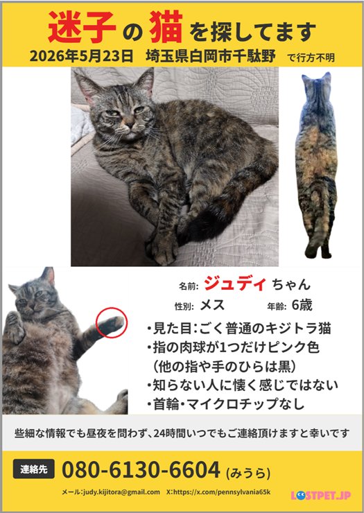 pennsylvania65k's tweet photo. ペットを急に失うのは怖いですね
なるべく思い出に触れないようにして平静を装っていても、無性に恋しくなる時があり、身の危険を感じる程の耐え難い苦痛に襲われます
それがまた来るのかと思うと、もう恐怖でしかないんですよね
#迷子猫 #迷い猫 #拡散希望 #埼玉県 #白岡市 #千駄野 #小久喜 #キジトラ https://t.co/TElmScGu8q