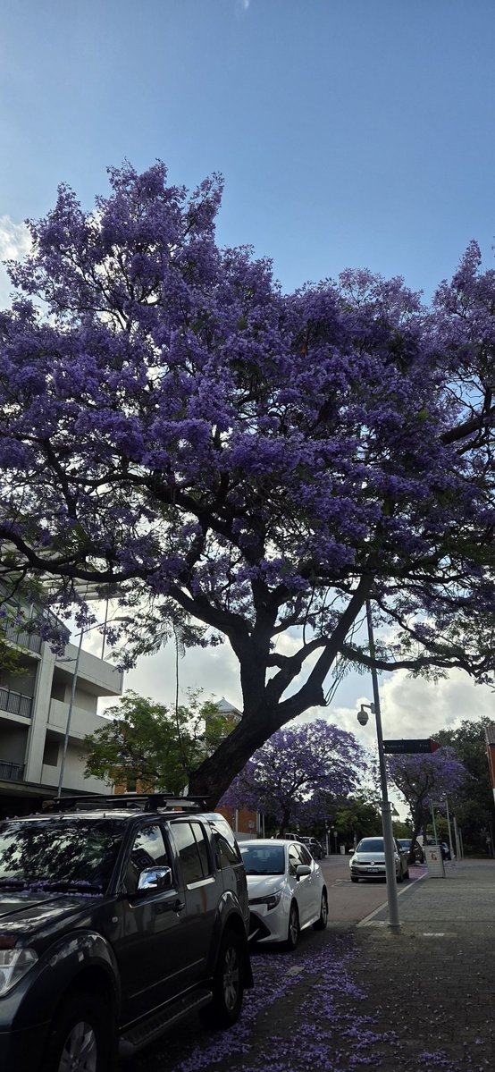 hestilidya's tweet photo. Alasan tinggal di Australia:
1. Jogging tanpa gangguan catcaling
2. Work-life balanced (they took it seriously)
3. Lots of free attractions: parks, waterfalls, hiking places, beaches (pajak yg kembali untuk rakyatnya bestie✨️)
Not to mention no pollutions and breathakingly view https://t.co/Az004lBSXt