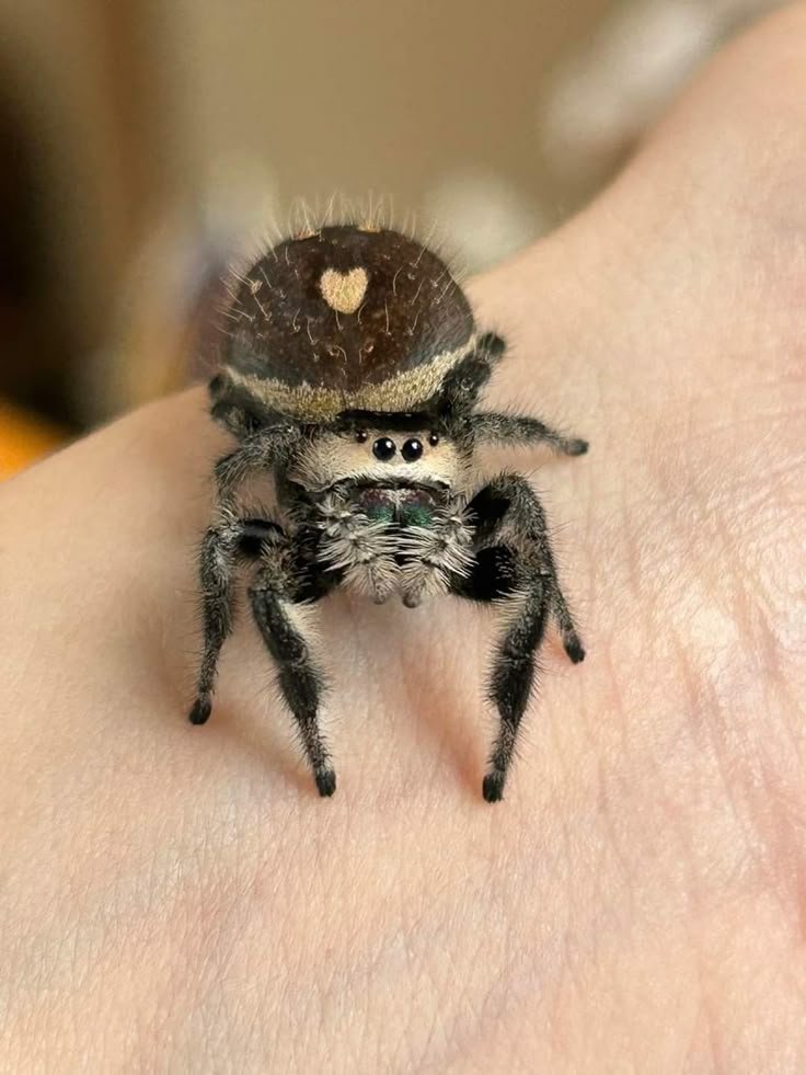 Spiderincrisis's tweet photo. Me trying to convince humans that I am harmless 🖤🕸️.... Just a lil bit of love poison😆😆
#SpiderInCrisis #JumpingSpider #SpiderTok #Nature #CuteAnimals https://t.co/RMDay3Zqf8