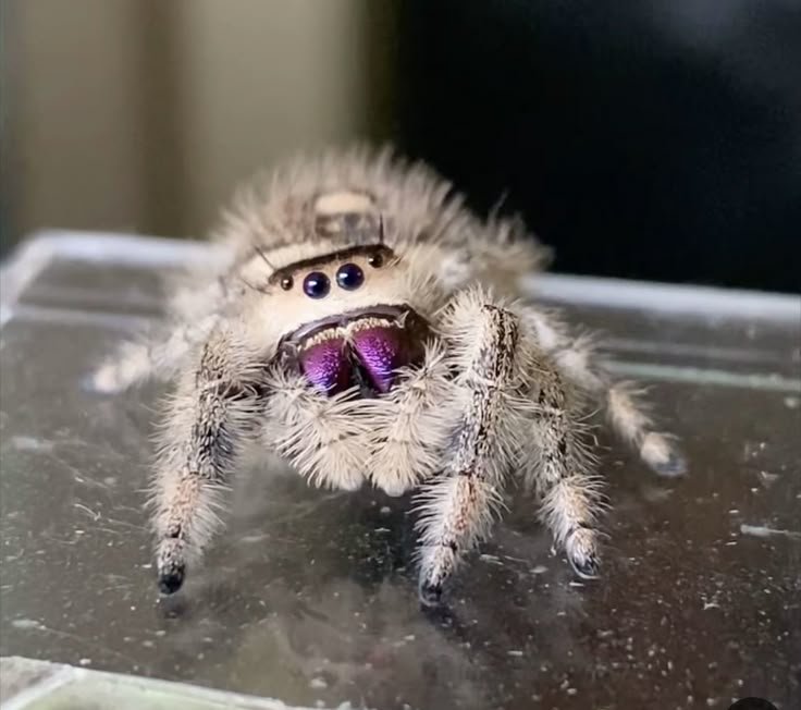 Spiderincrisis's tweet photo. Don't let the eyes fool you. I'm panicking too.😆😆
#SpiderInCrisis #JumpingSpider #SpiderTok #Nature #CuteAnimals https://t.co/628Y1Pncea