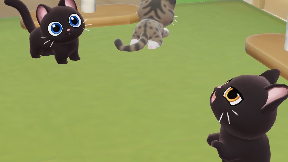 pimpim1029's tweet photo. ペットショップに黒猫がいたらつい撮ってしまう🐱裸ん坊かわいい https://t.co/1A3fzgjKN5