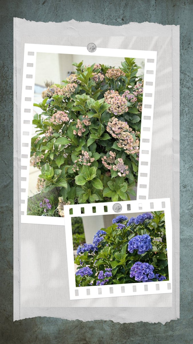 N_M_handmade's tweet photo. 今年も綺麗に咲きました☘️
たくさん楽しめました♪
くすみカラーになってきたので、剪定します🤗
#ガーデニング　#お花がある暮らし
#お花好きな人とつながりたい 
#紫陽花剪定 　#ナチュラルガーデン https://t.co/inUZoMqFlM