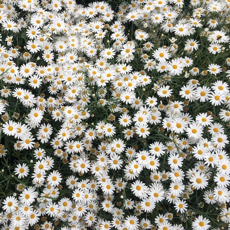 naothv7's tweet photo. Cómo te ve Pinterest?

🧃 Bebida 
🪼 Animal 
🍓 Comida 
💐 Flor https://t.co/AVdVhKHwTn