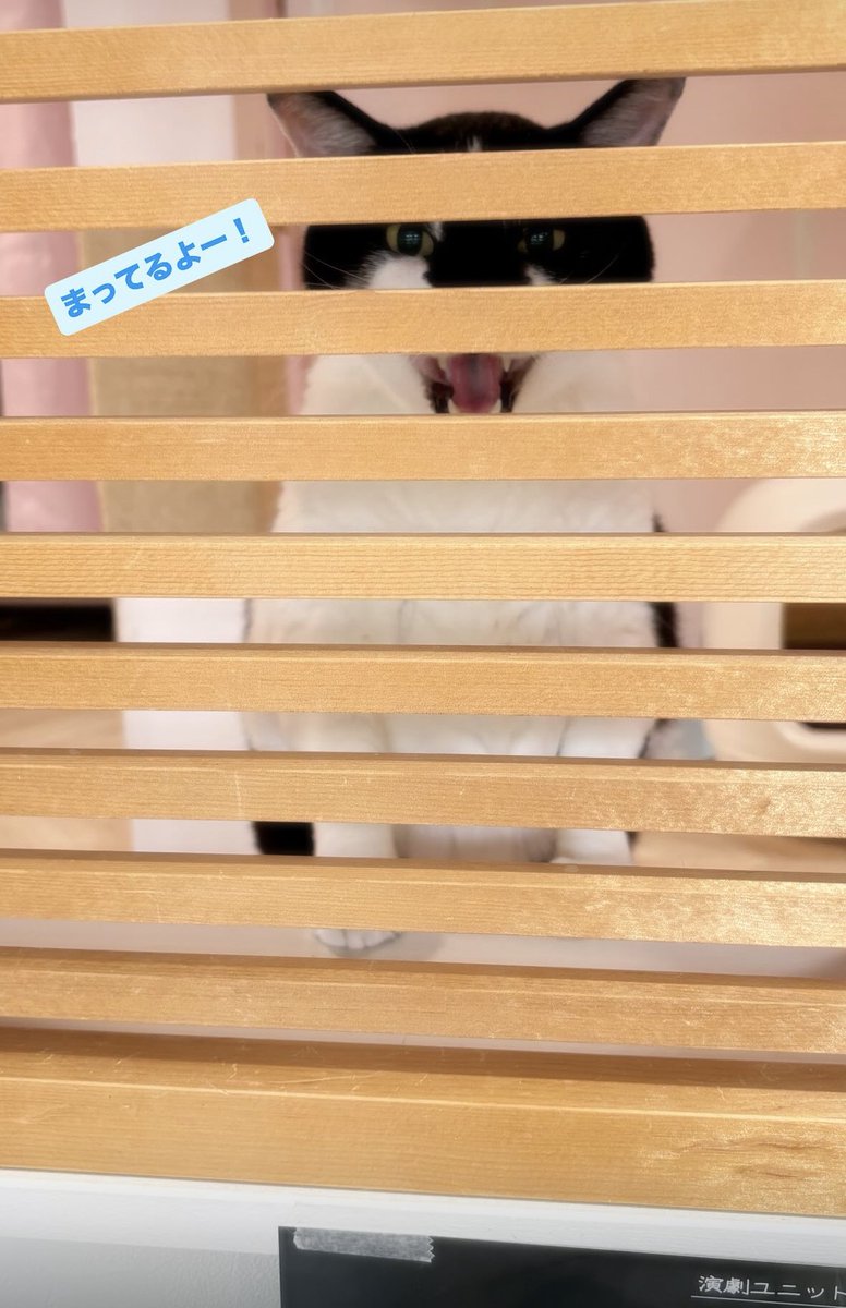 aoneko_cafe's tweet photo. トッポ兄さんがお待ちしてます！ https://t.co/PuG4ay5xzj