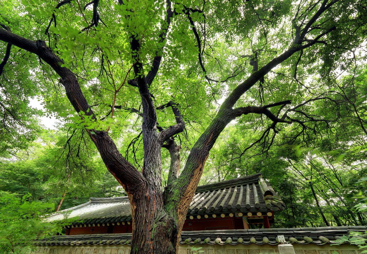 chlove_u's tweet photo. 여름날 궁궐을 걷다가 정수리가 뜨거워져 나무 그늘🌳이
간절해질 때 창덕궁 궐내각사 안쪽 #약방 으로 오세요. 왕실의 건강을 살피던 정성 그대로 시원한 그늘과 새콤달콤한 차를 내어드릴게요.

#창덕궁약방개방
- 기간 7/15~8/16 매주 수~일요일 10~16시 https://t.co/lQthdVqGYd
