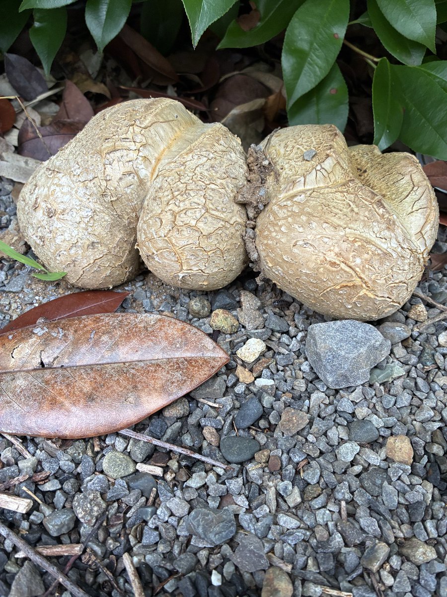 YsKoMoRi's tweet photo. 松並青葉キノコ散策🍄‍🟫
芋と間違うレベルの重厚感🥔 https://t.co/1QHyHPqBDr