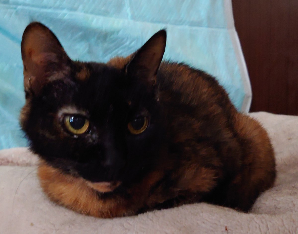 p_mauler's tweet photo. #まうけねこ https://t.co/vDoMB2Ozik