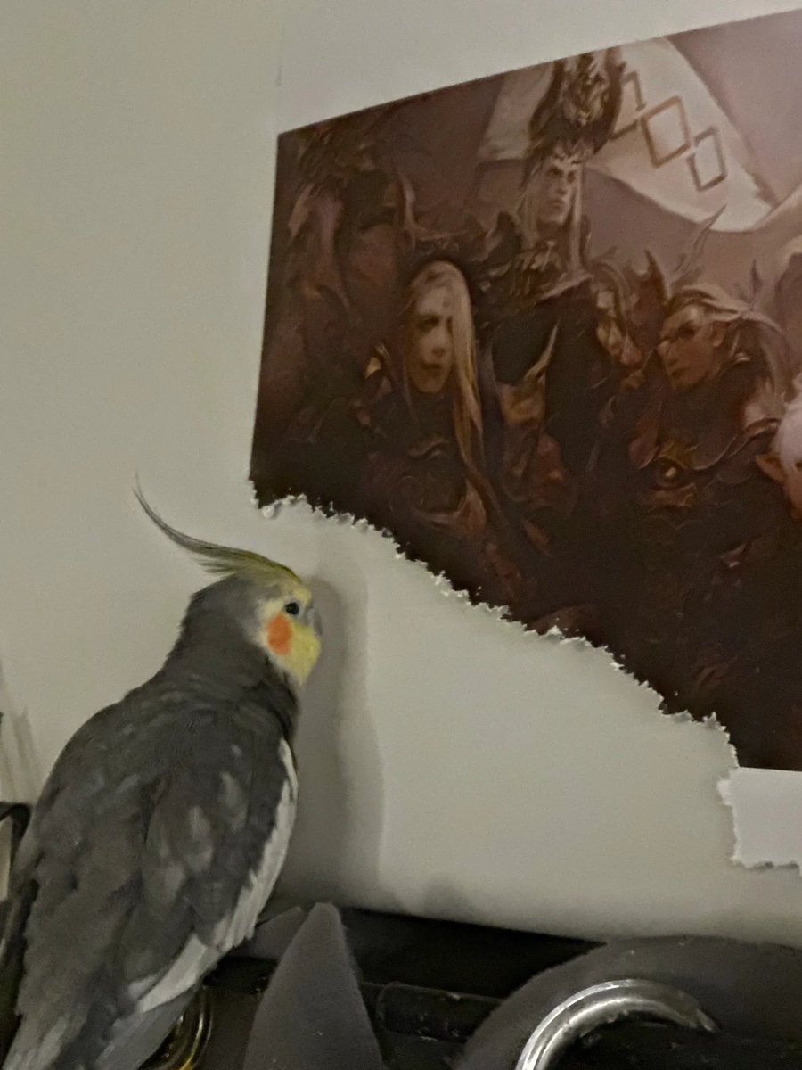 tidunacy's tweet photo. my bird cowboy has been eating this poster of zenos as enrichment for the past couple of months https://t.co/QYuaEIaFKO